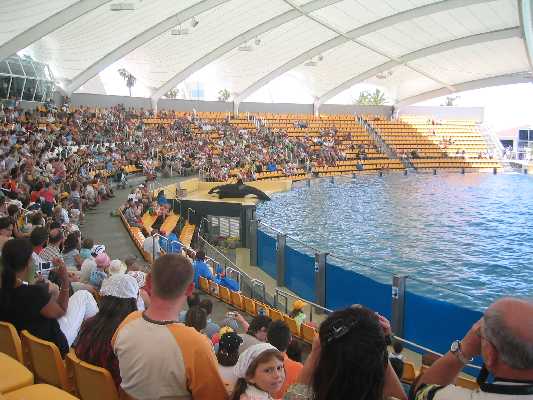Orca Show